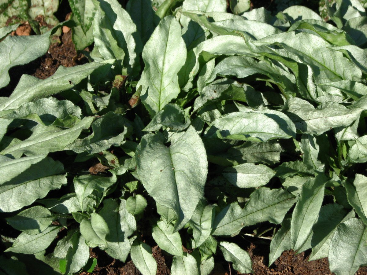 Медуница Маджести - фото 2