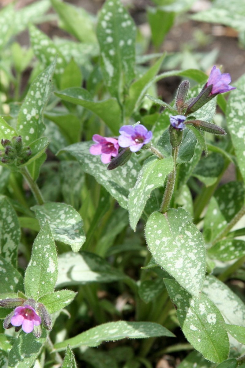 Медуница Маджести