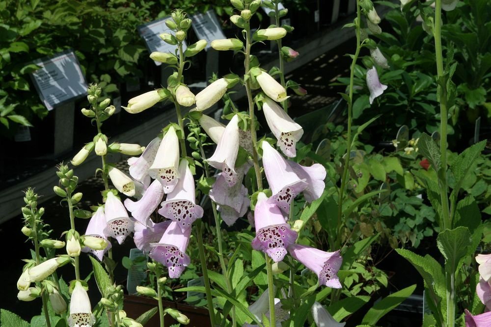 Наперстянка Camelot Lavender NEW! - фото 2