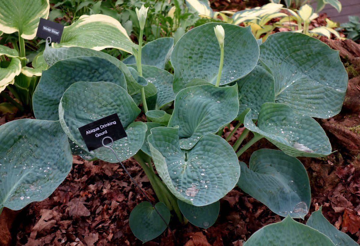 Хоста Абиква Дринкин Гурд - фото 2