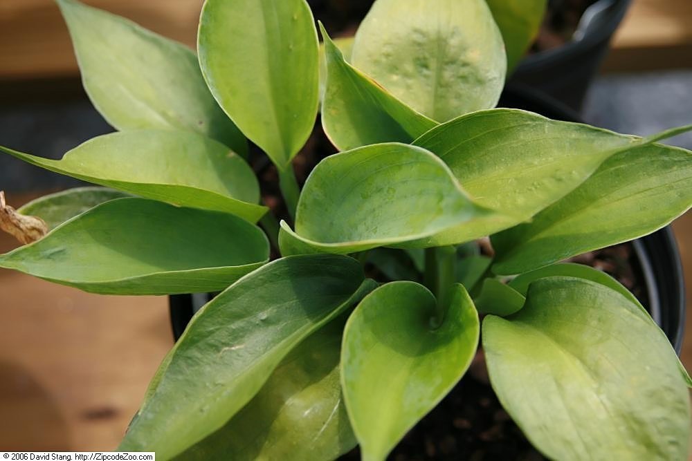 Хоста Абиква Дринкин Гурд - фото 3