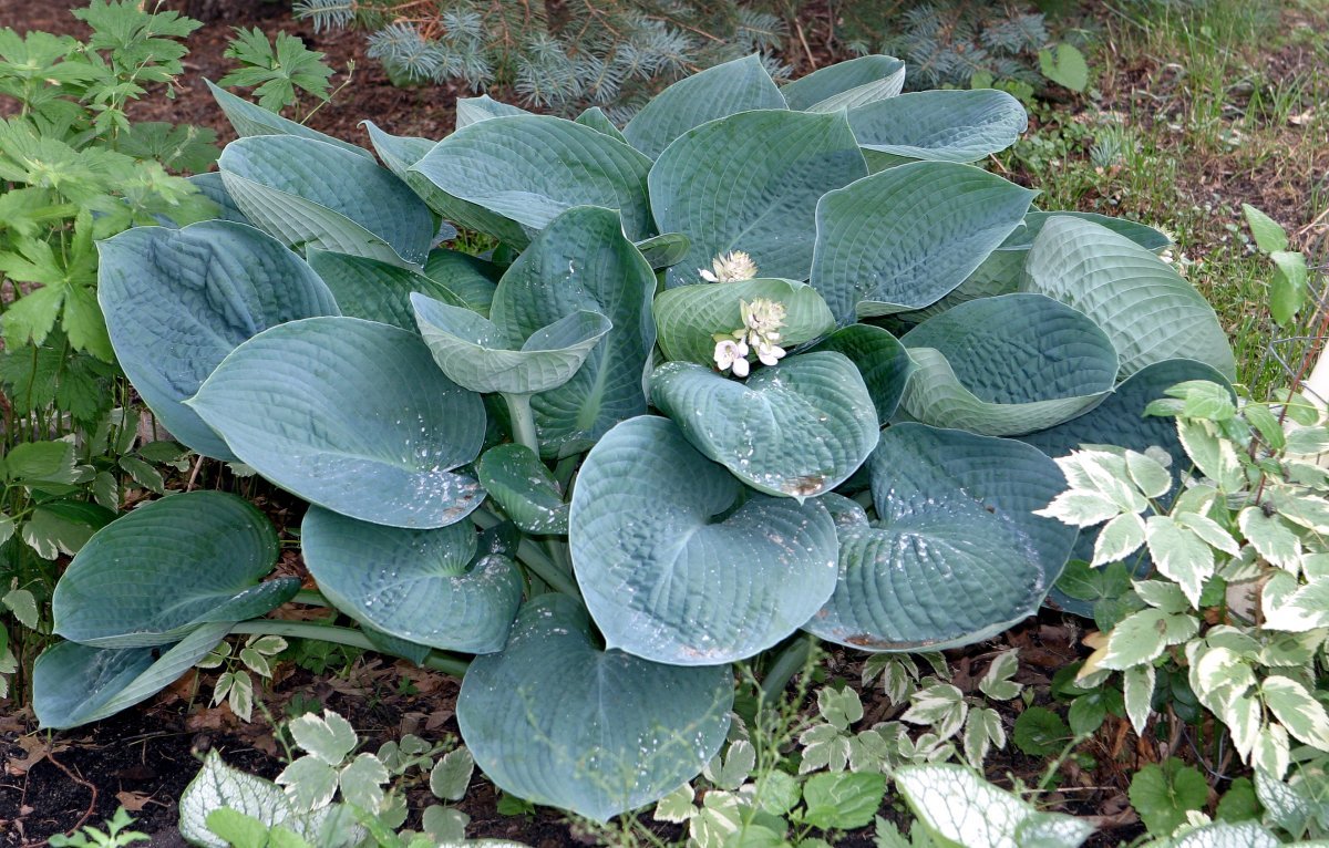 Хоста Абиква Дринкин Гурд