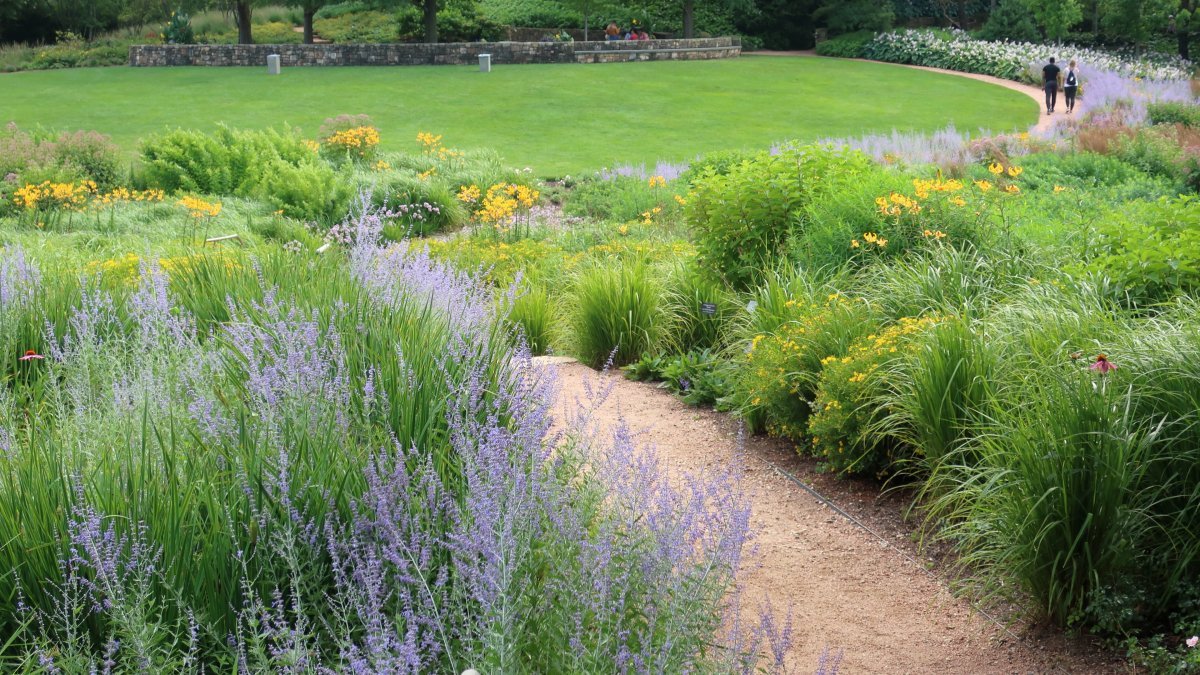 Хоста Блу Энджел - фото 4