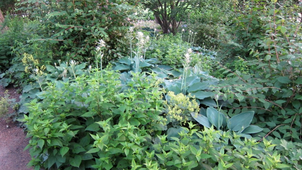 Хоста Блу Энджел - фото 3