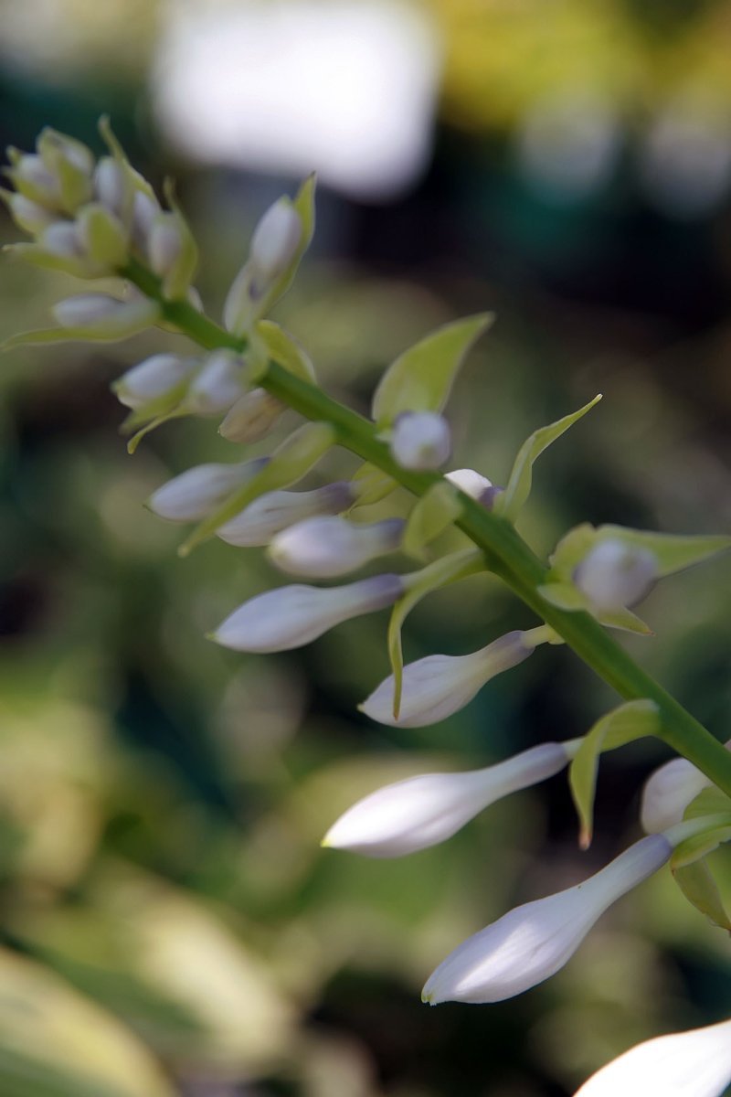 Хоста Блу Энджел - фото 10