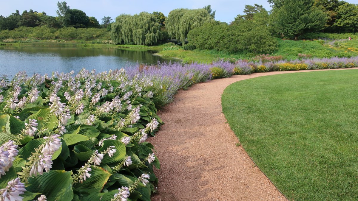 Хоста Блу Энджел - фото 5