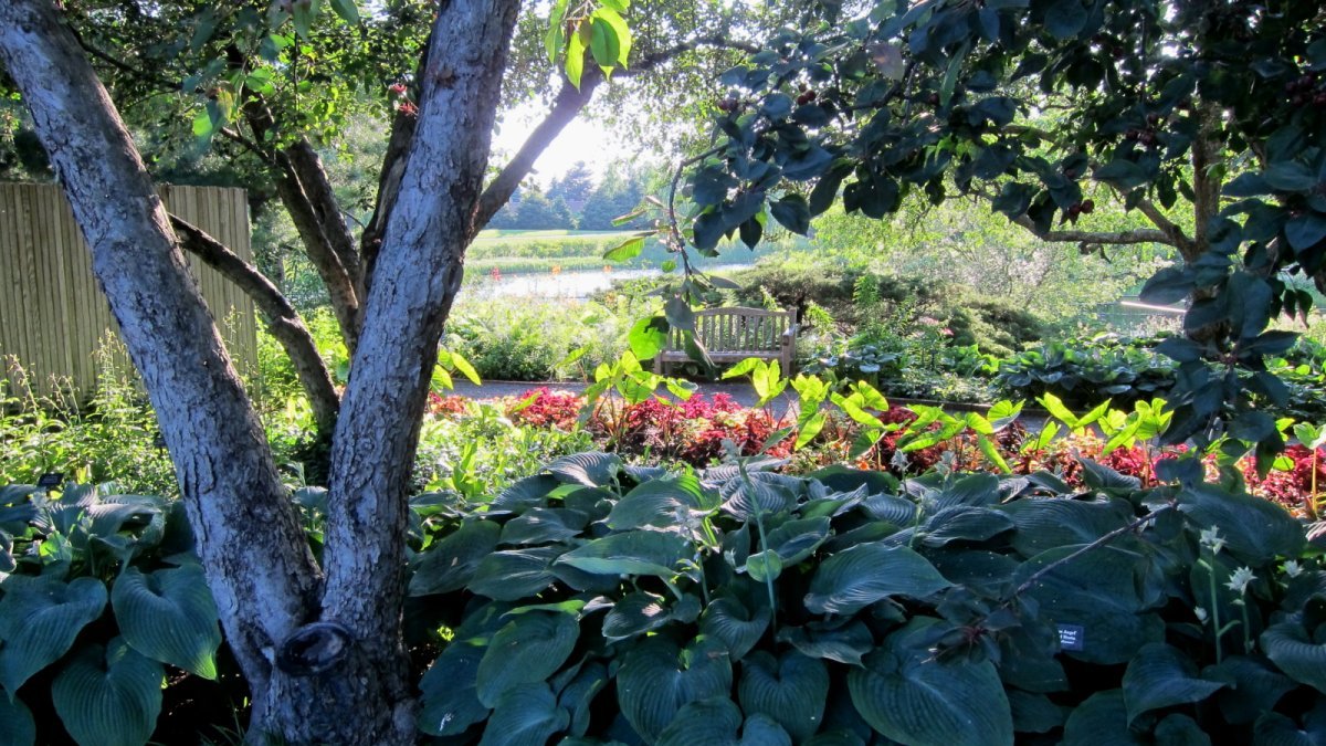 Хоста Блу Энджел - фото 2