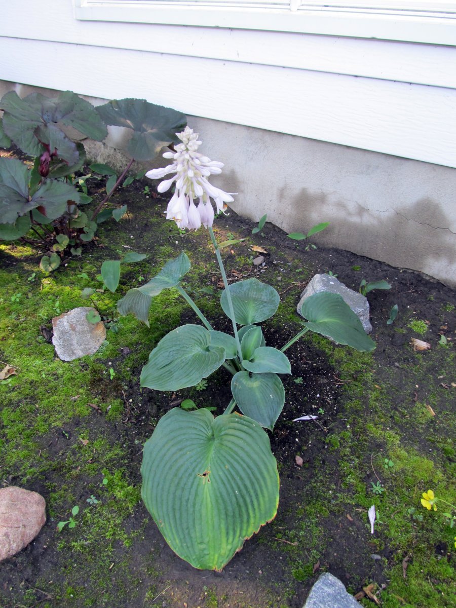 Хоста Блу Энджел