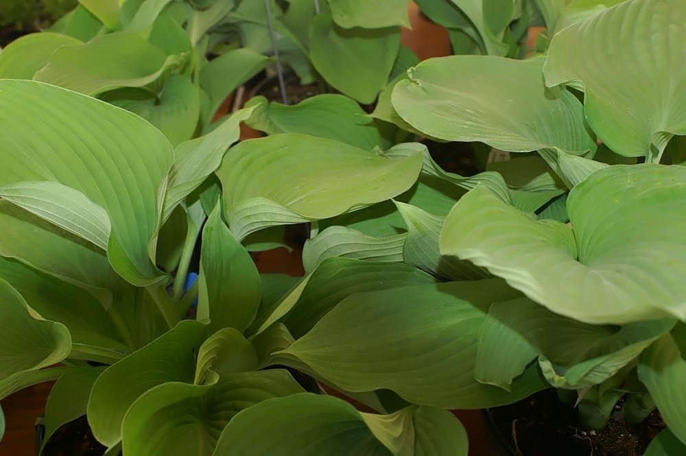 Хоста Блу Энджел - фото 9