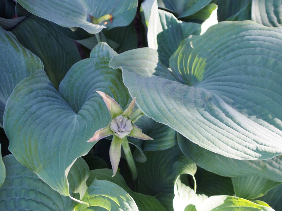 Хоста Блу Энджел - фото 7