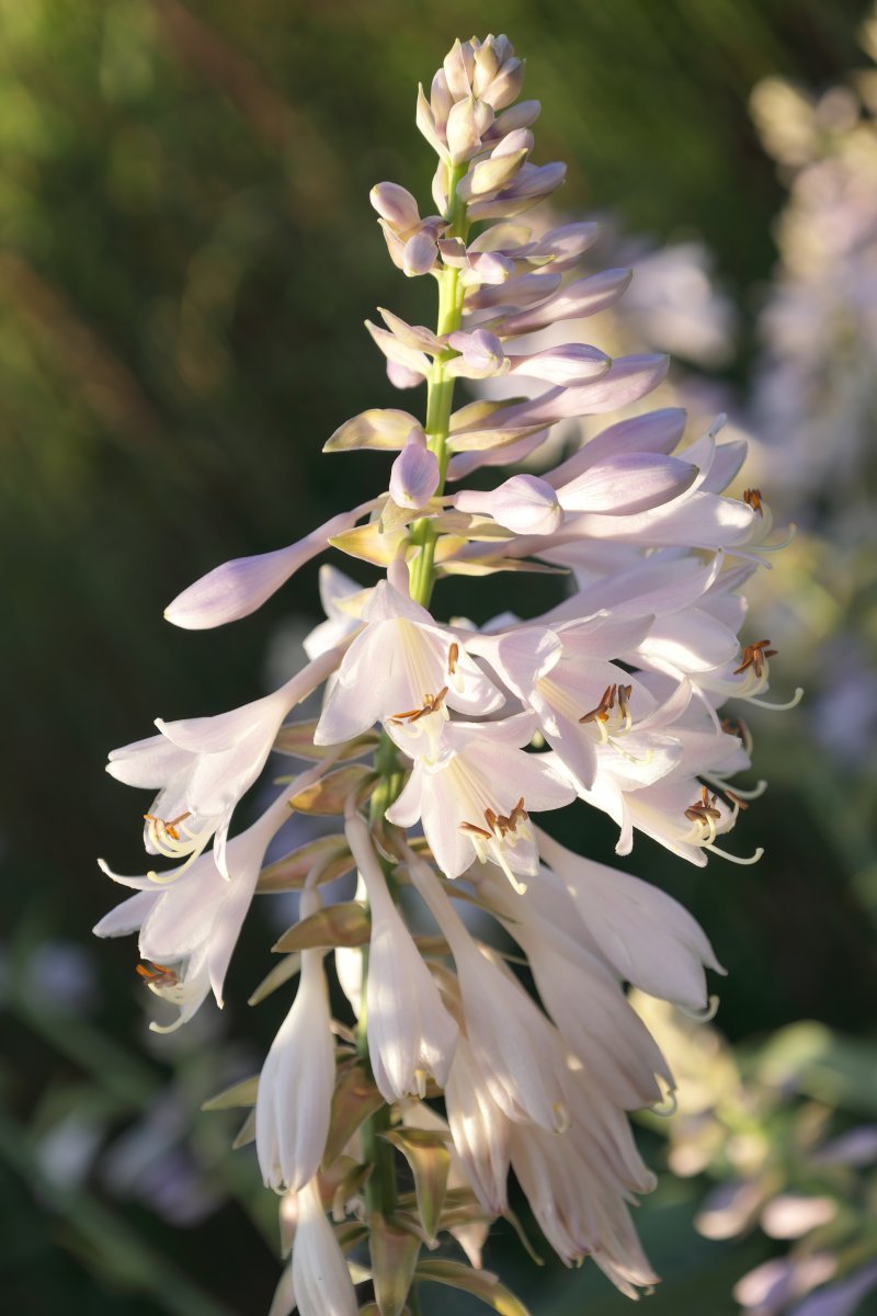 Хоста Блу Энджел - фото 8