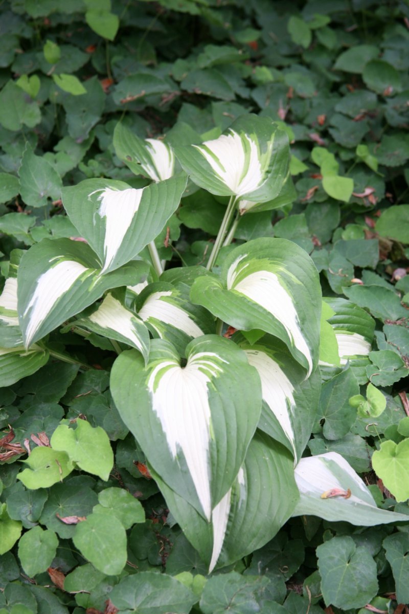 Хоста Найт бефо Крисмос - фото 3