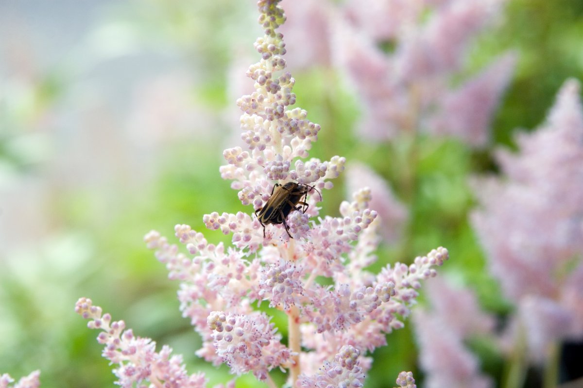 Астильба Арендса Систе Тереза