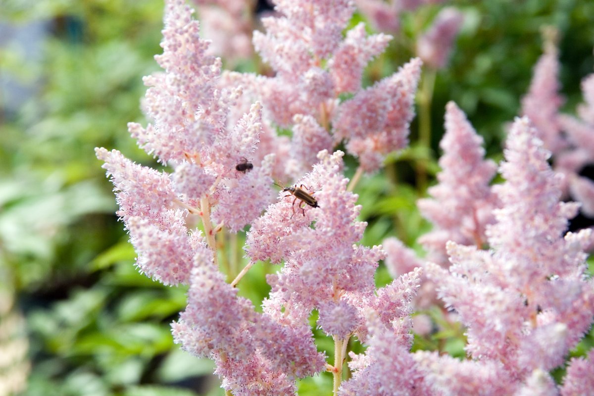 Астильба Арендса Систе Тереза - фото 3