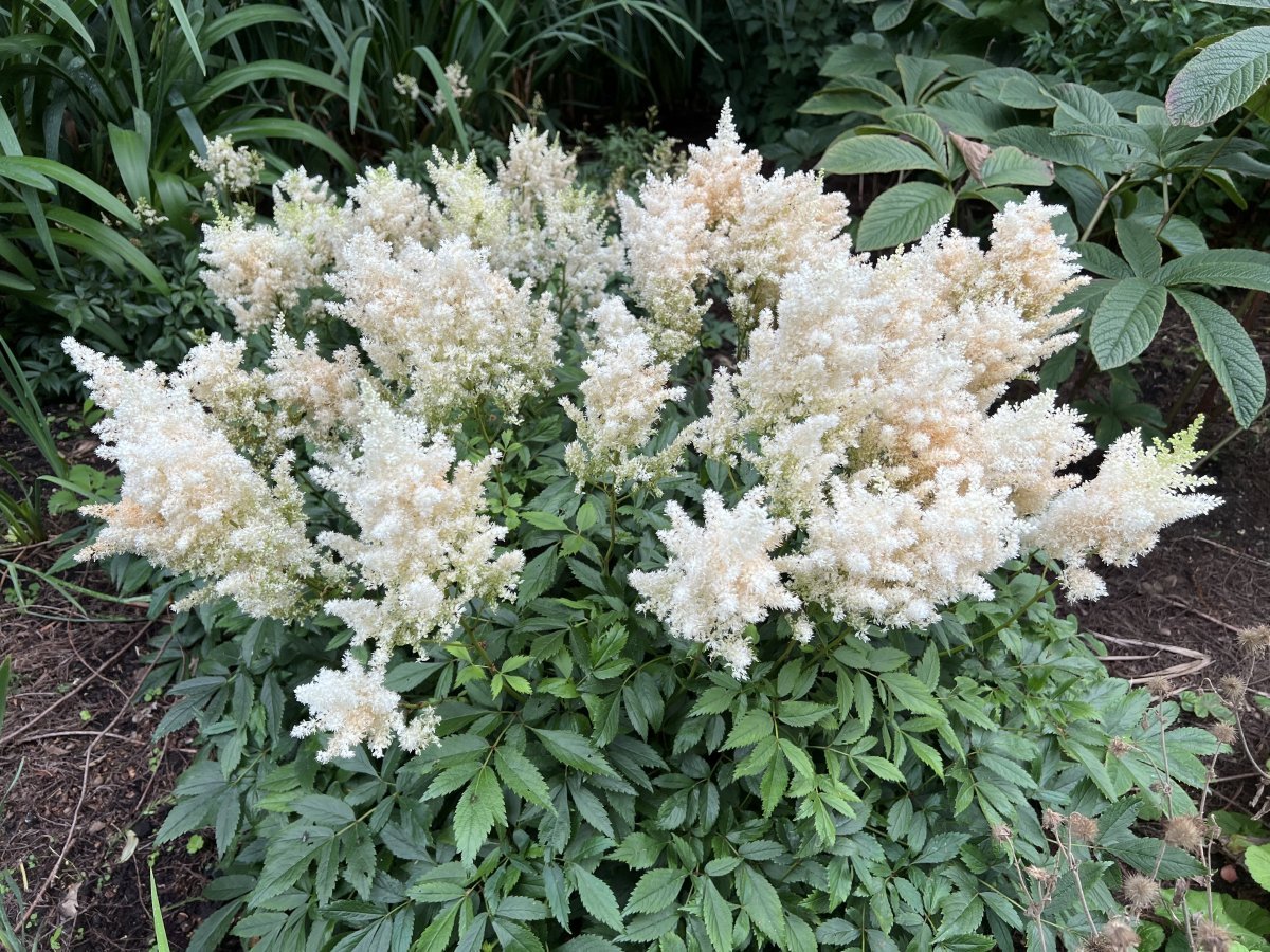 Астильба Арендса Вайс Глория - фото 2