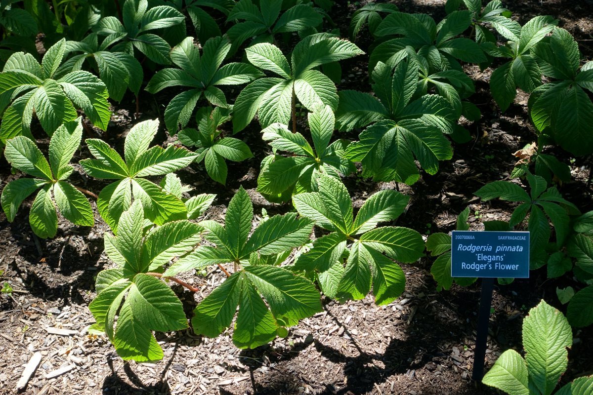 Роджерсия перистая