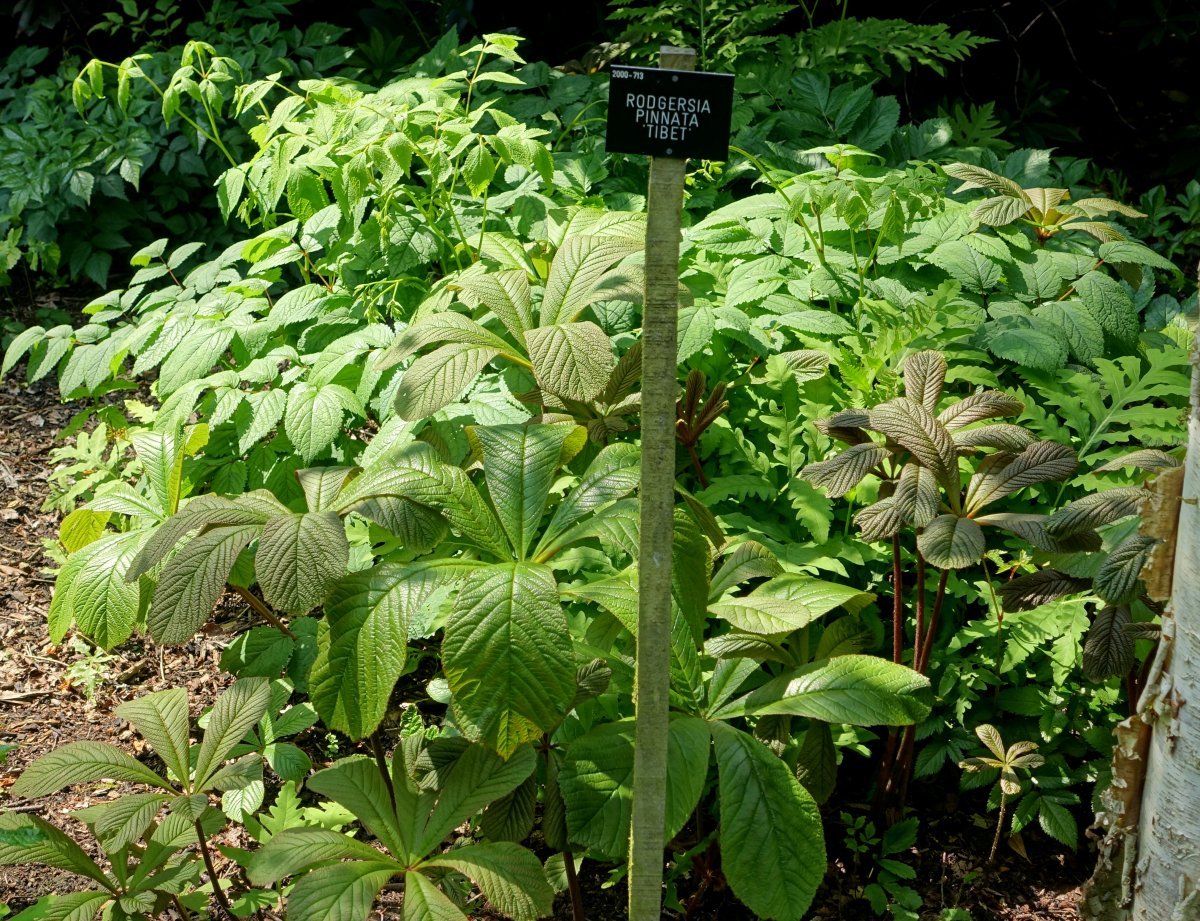 Роджерсия перистая - фото 2