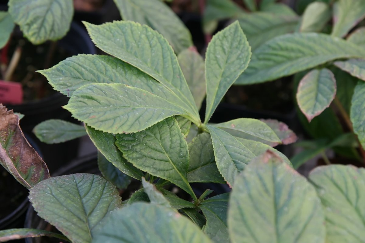 Роджерсия перистая - фото 7