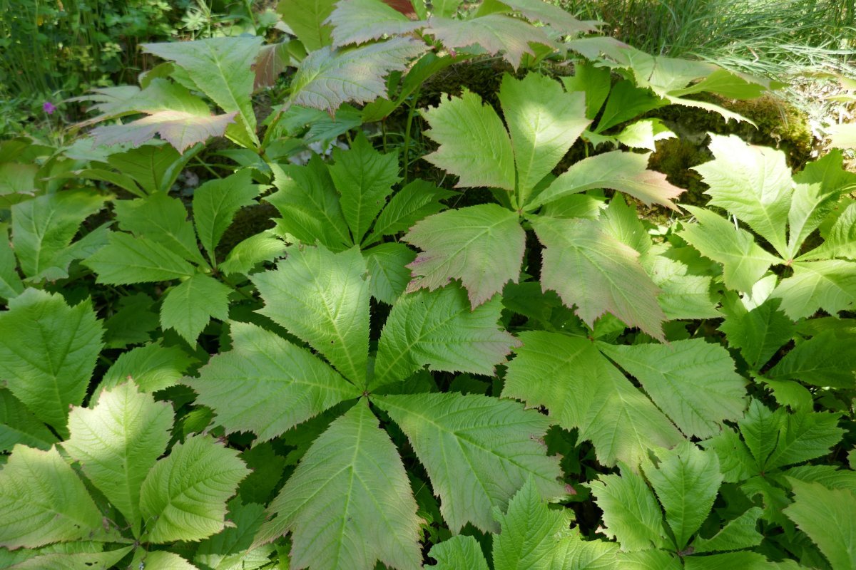 Роджерсия перистая - фото 3