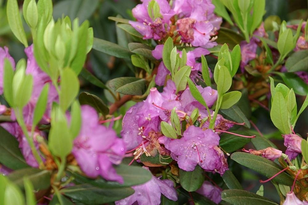 Рододендрон П Ж М Элит