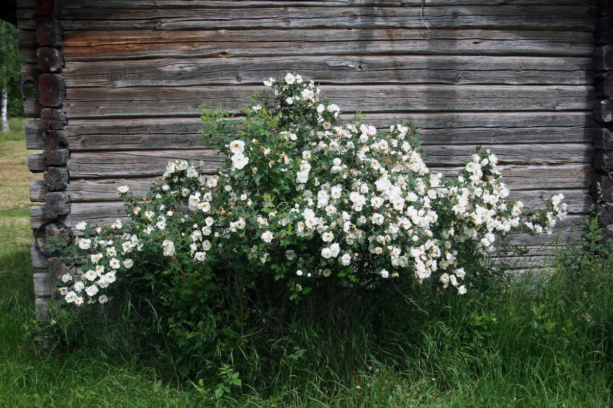 Роза флорибунда Мид Саммер - фото 5