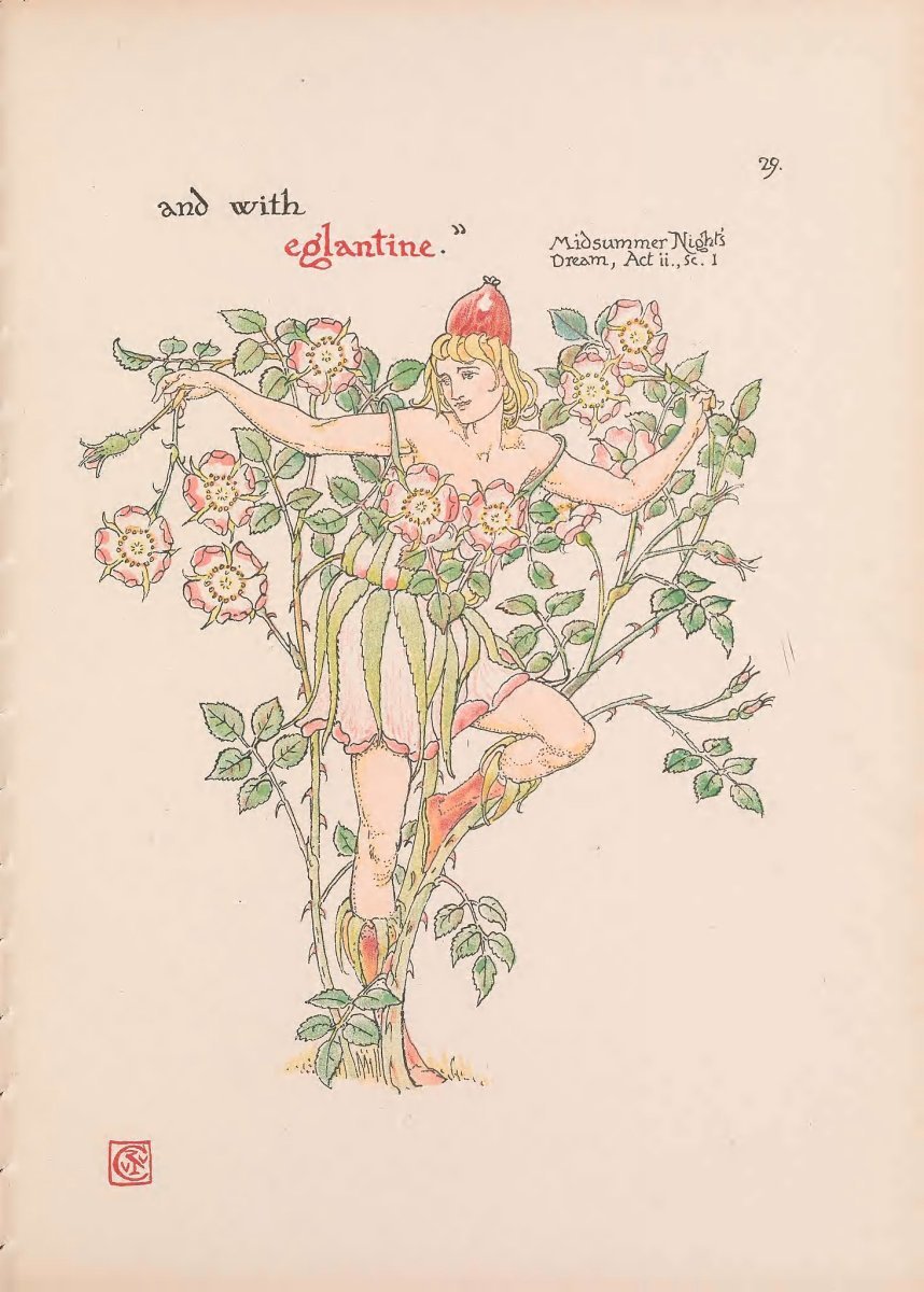 Роза флорибунда Мид Саммер - фото 3