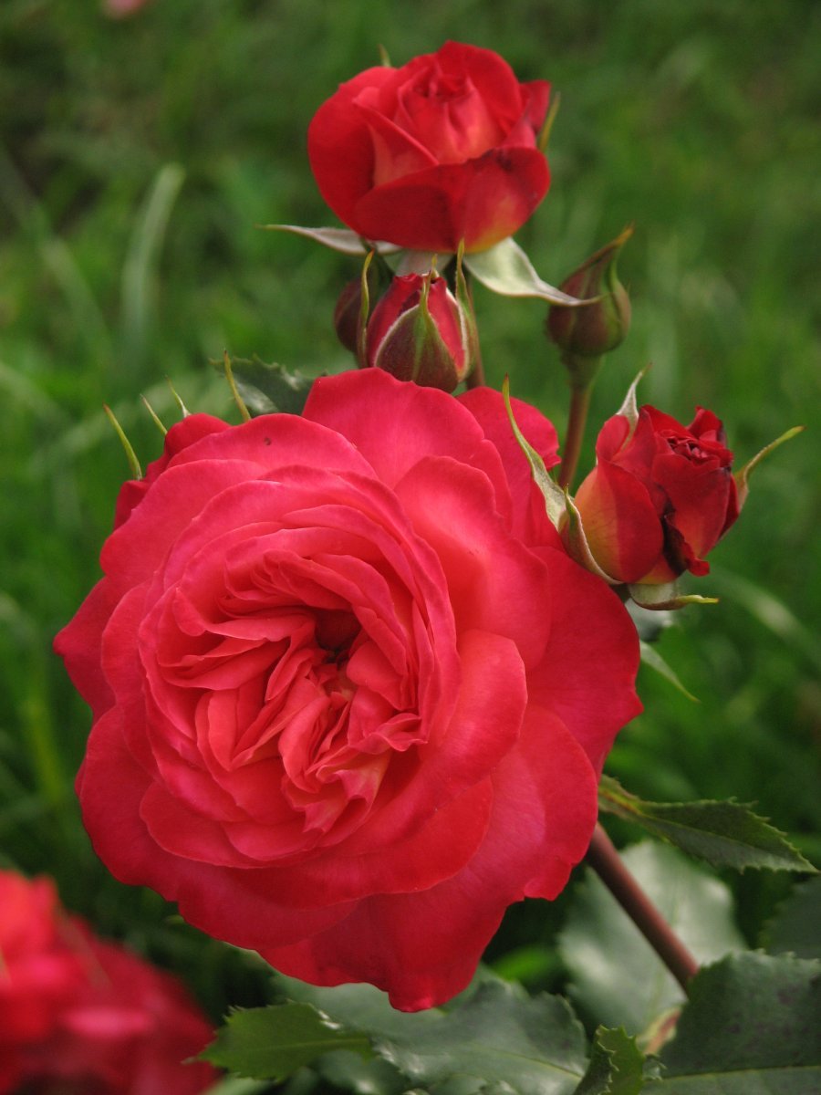 Роза флорибунда Мид Саммер - фото 8