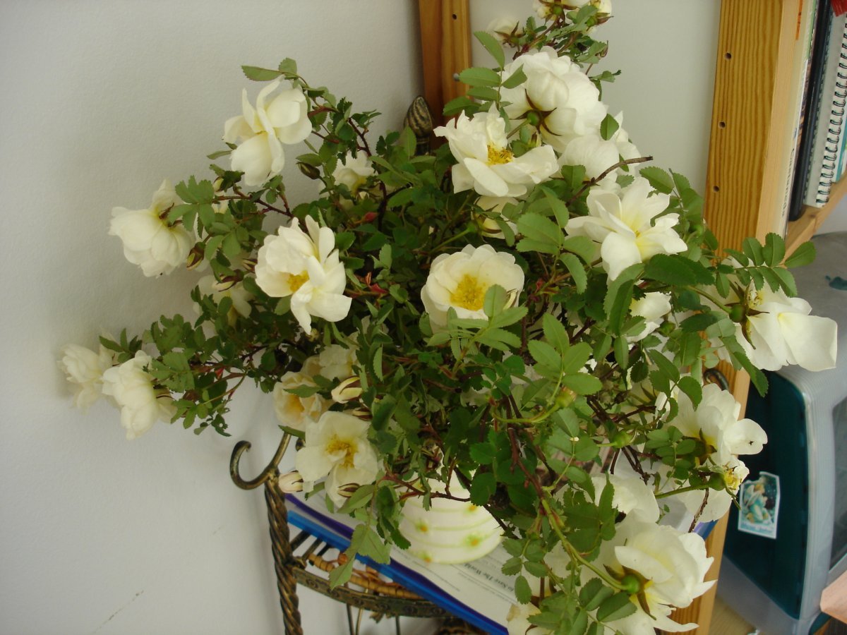 Роза флорибунда Мид Саммер - фото 4