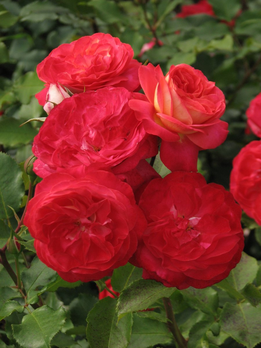 Роза флорибунда Мид Саммер - фото 7