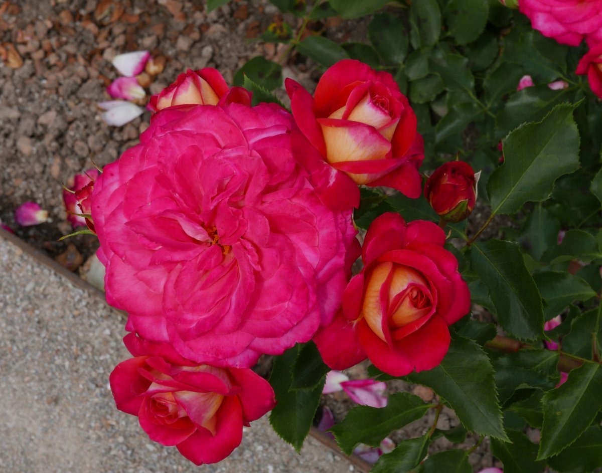 Роза флорибунда Мид Саммер - фото 10