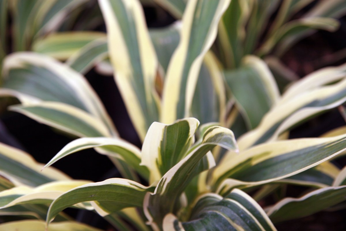 Хоста Волверайн - фото 4