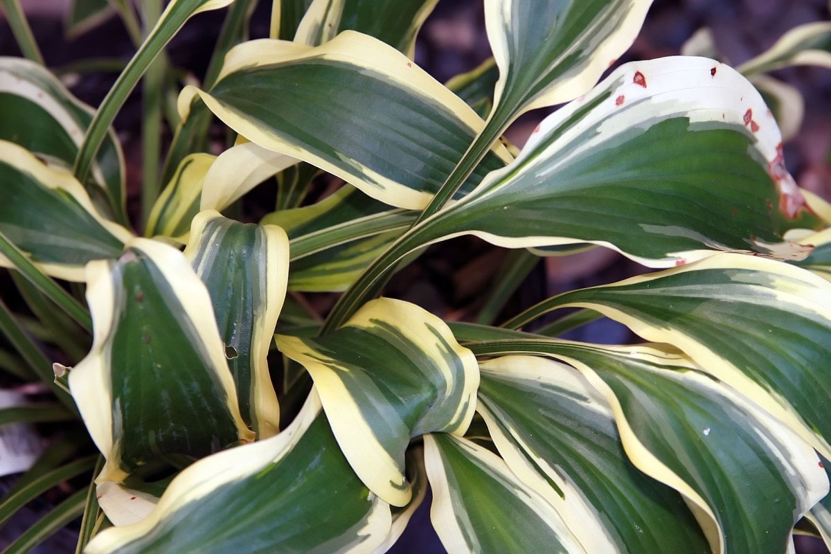 Хоста Волверайн - фото 3