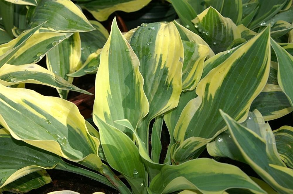 Хоста Волверайн