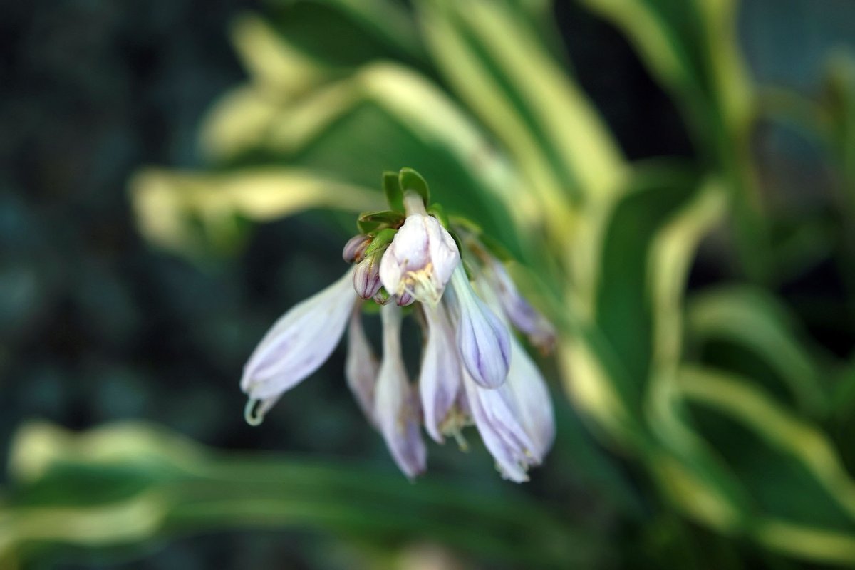 Хоста Волверайн - фото 2