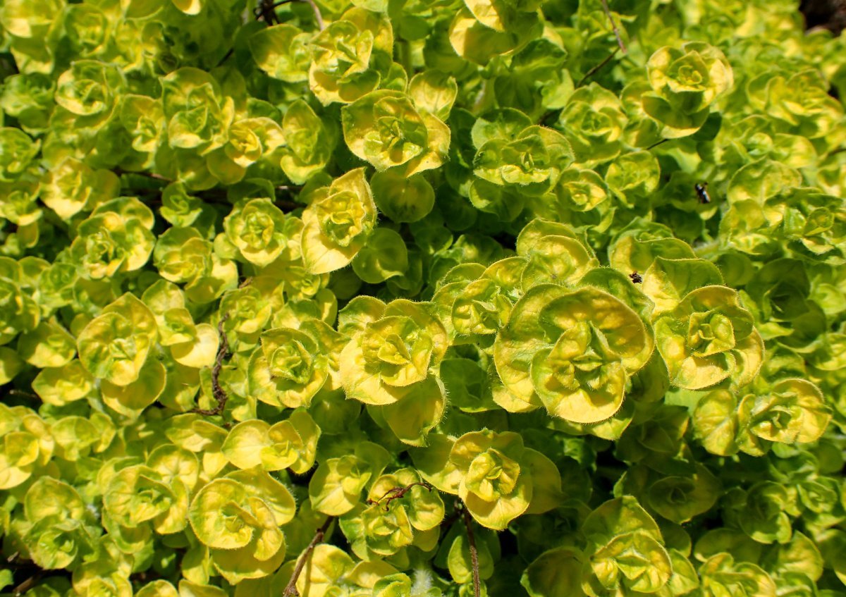 Душица vulgare Aureum - фото 5