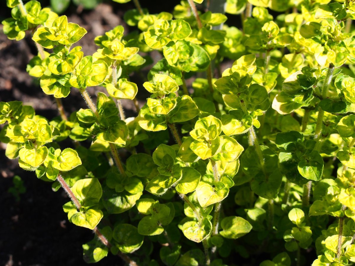 Душица vulgare Aureum - фото 4