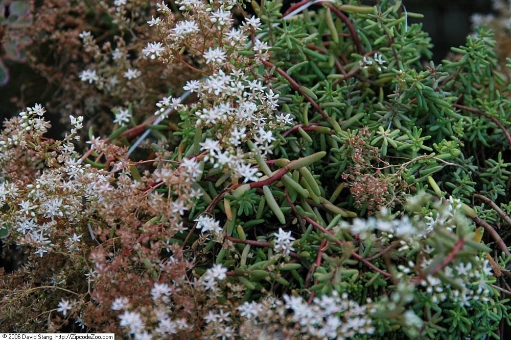 Очиток Glaucum - фото 6