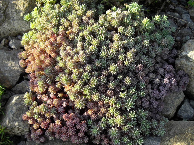 Очиток Glaucum - фото 4