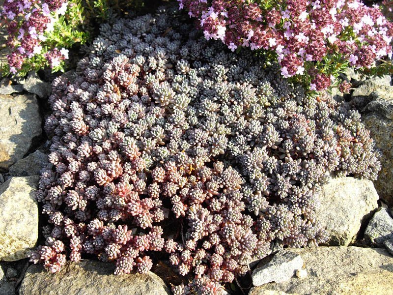 Очиток Glaucum