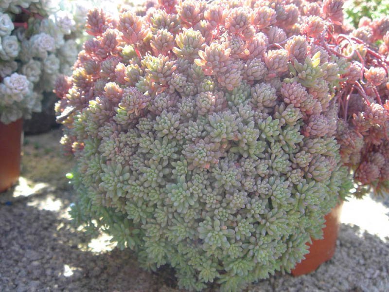 Очиток Glaucum - фото 2