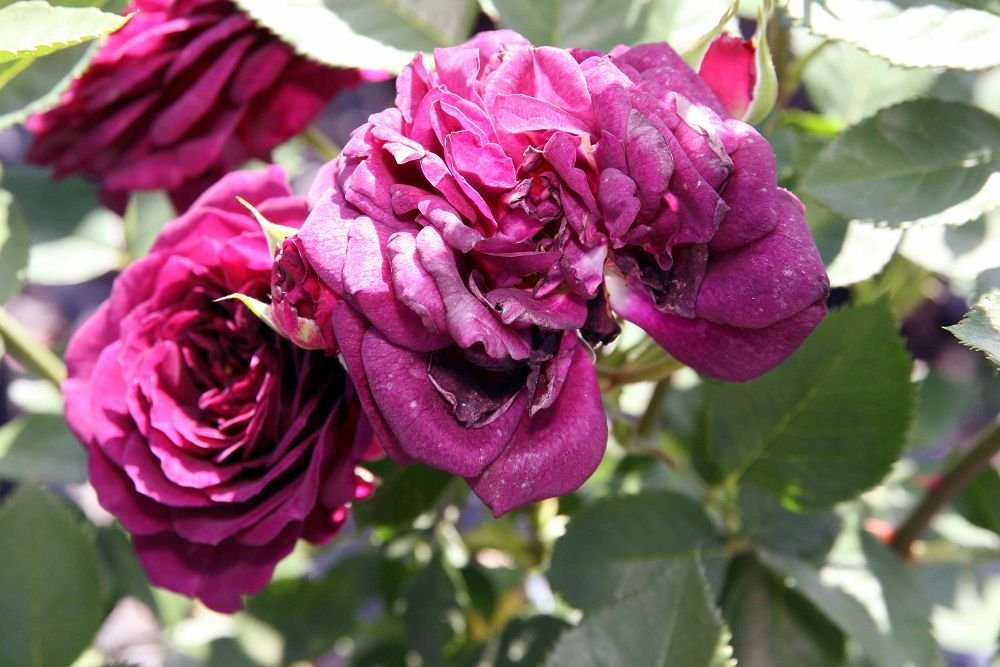 Роза флорибунда Эбб Тайд - фото 7