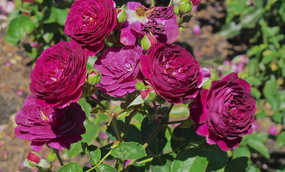 Роза флорибунда Эбб Тайд - фото 2