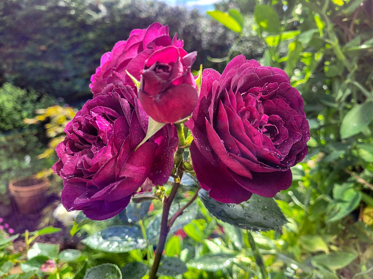 Роза флорибунда Эбб Тайд - фото 4