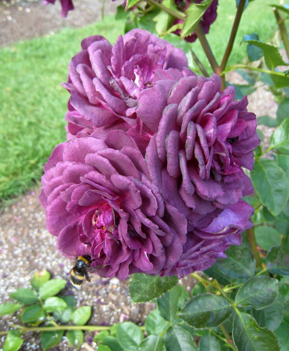 Роза флорибунда Эбб Тайд - фото 10