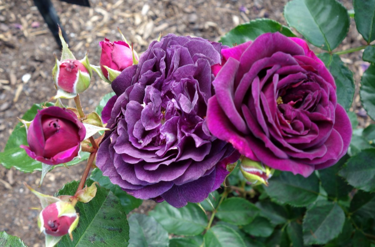 Роза флорибунда Эбб Тайд - фото 3