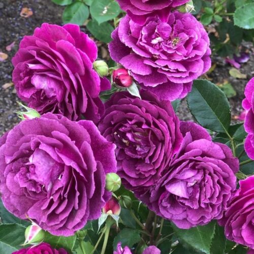 Роза флорибунда Эбб Тайд