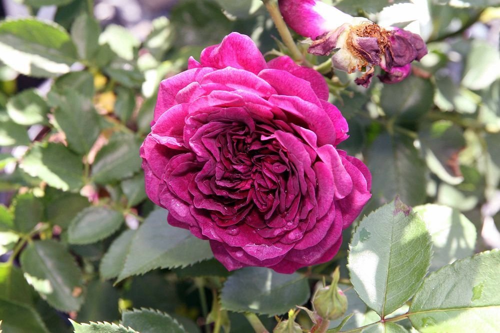 Роза флорибунда Эбб Тайд - фото 5