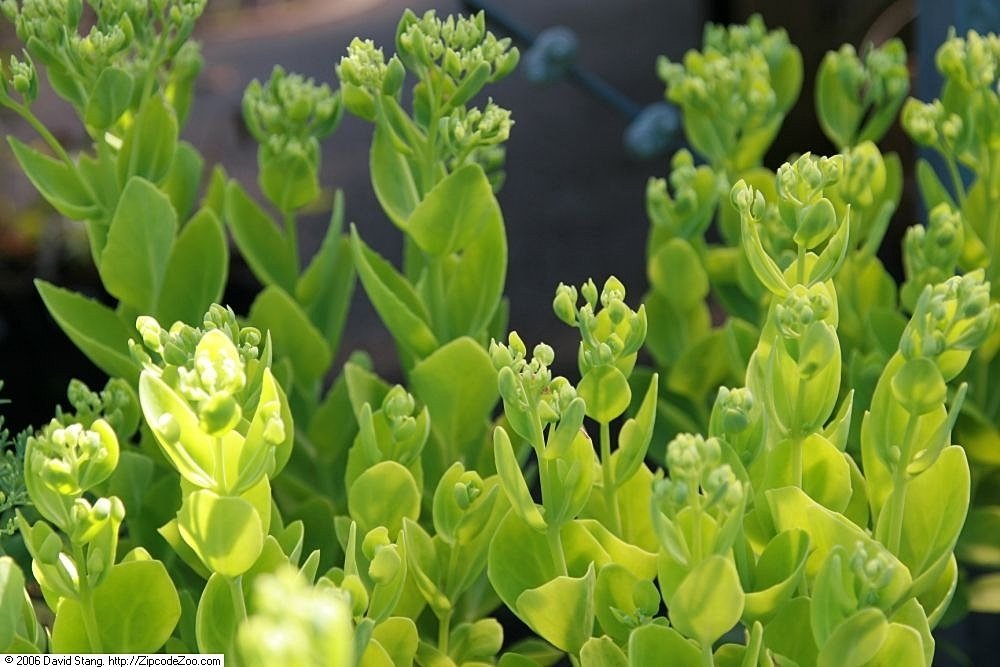 Очиток Бриллиант - фото 2