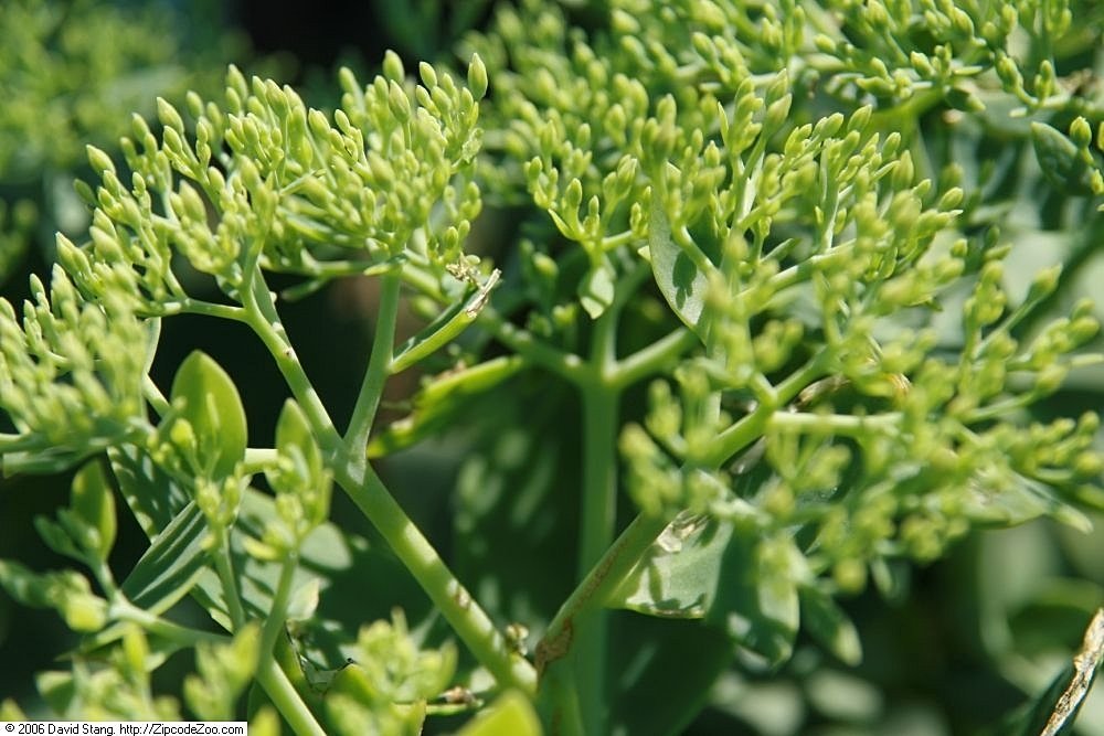 Очиток Бриллиант - фото 3