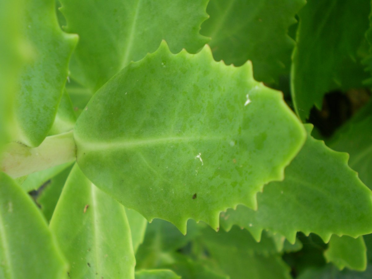 Очиток Бриллиант - фото 8